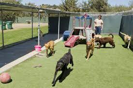 Find Out The Requirement In The Dog Boarding Professional services For Your Animals post thumbnail image