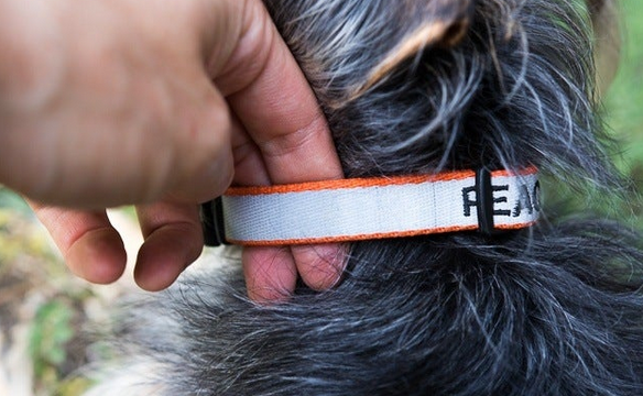 Keep an Eye on Your Pet Anytime – The Smart Halo Dog Collar post thumbnail image