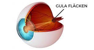 What exactly is the Macula of Retina? post thumbnail image