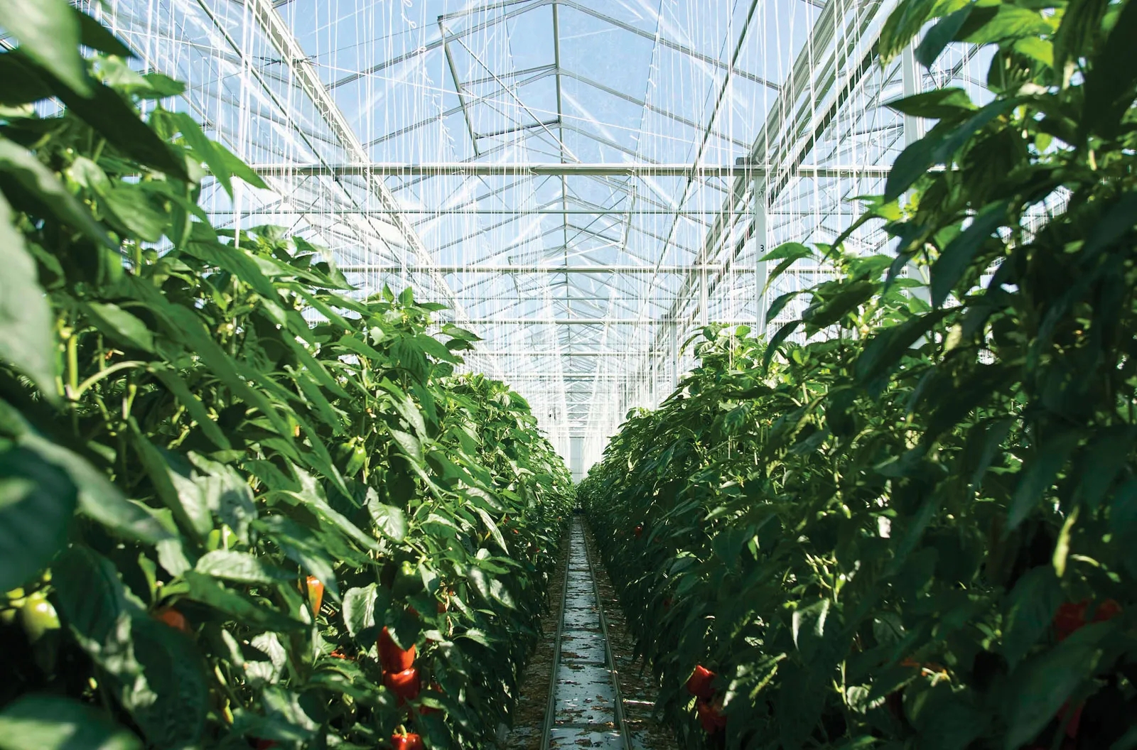Greenhouses Galore: Shop in the Very best Greenhouse Retailer In Your Area post thumbnail image