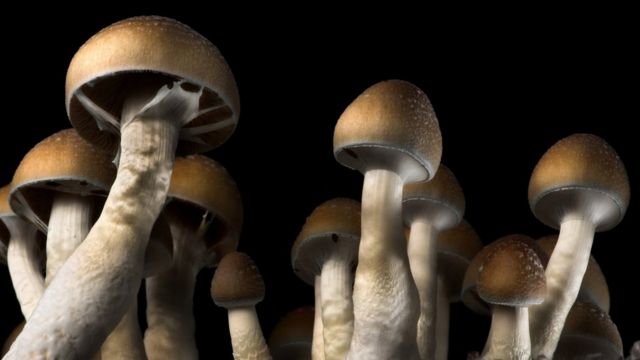 Exactly what are the other types of mushrooms and their uses? post thumbnail image
