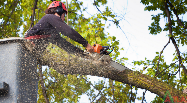 How to Safely Cut Down a Tree post thumbnail image