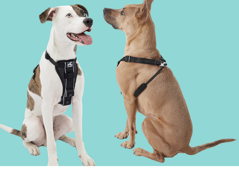 Anticipate to Take a stroll using the Very best Custom Dog Harness post thumbnail image