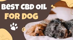 CBD Oil for Dogs: Tailored Solutions for Your Pet’s Health post thumbnail image