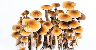 Psychedelic Bliss: Your Guide to Shrooms in the Nation’s Capital post thumbnail image