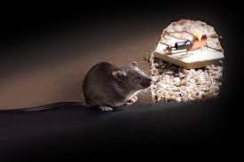 Rodent Control in Clearwater, FL: Your Path to Peace of Mind post thumbnail image