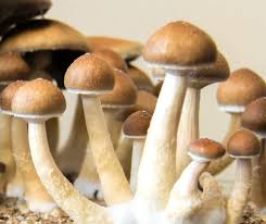 Micro-dosing with DC Shrooms: Positives and negatives post thumbnail image