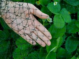 Keeping Your Garden Thriving: The Essential Role of Bird Netting post thumbnail image
